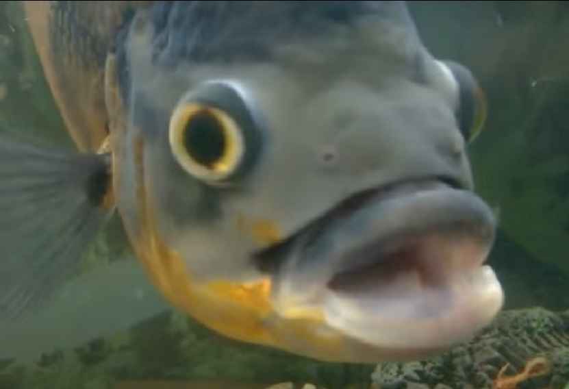 Upper Mouth