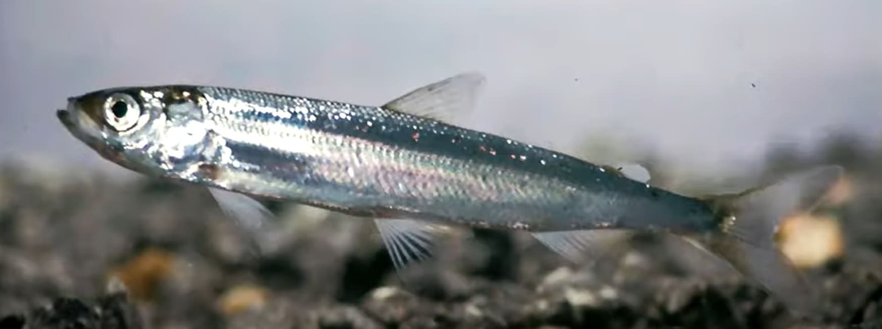 Vendace