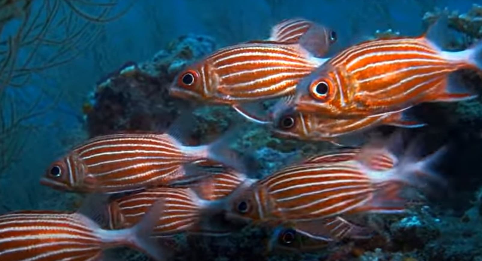 Warm-loving fish
