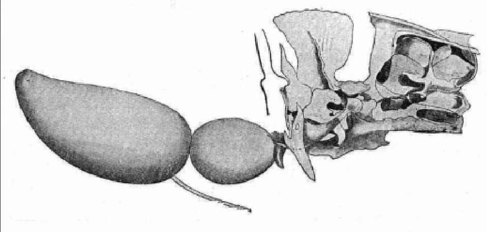 Weber's apparatus