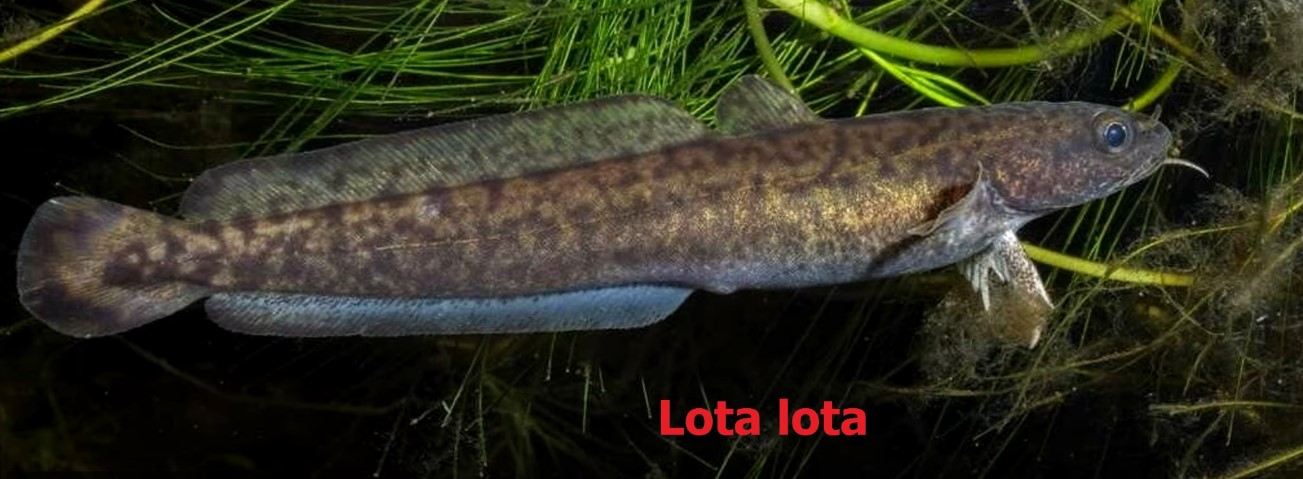 Winter spawning fish