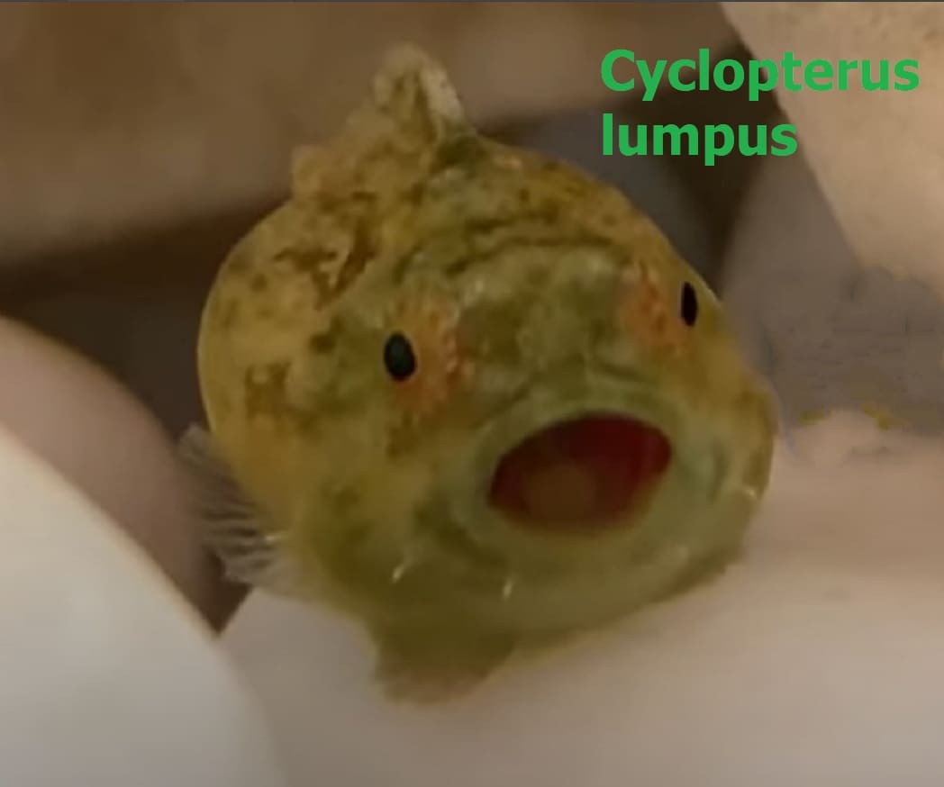 Cyclopteridae