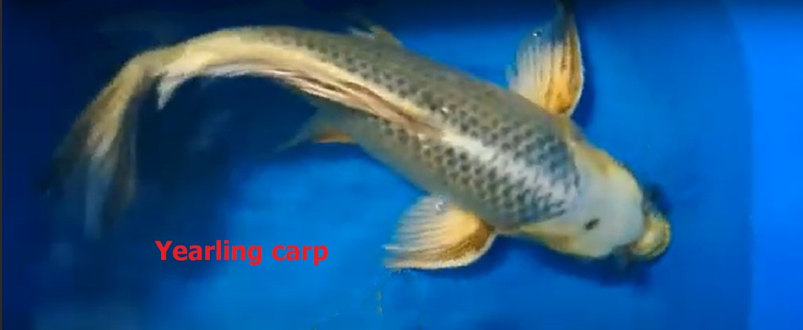 Yearling