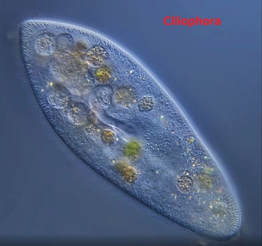 Zoobenthos