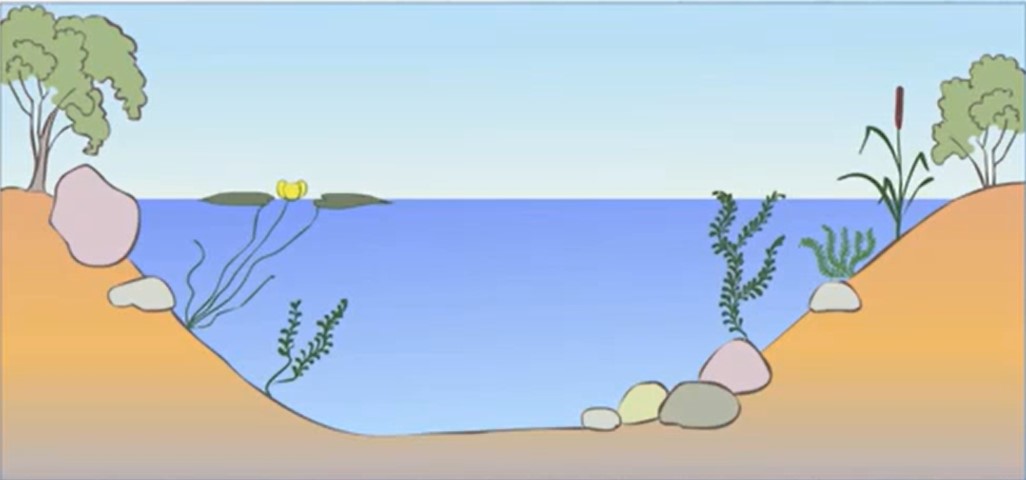 Zoogenic succession