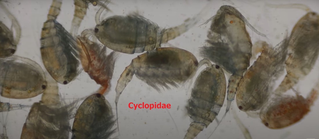 Zooplankton