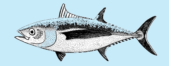 Albacore