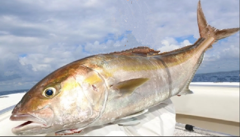 Amberjack, Greater
