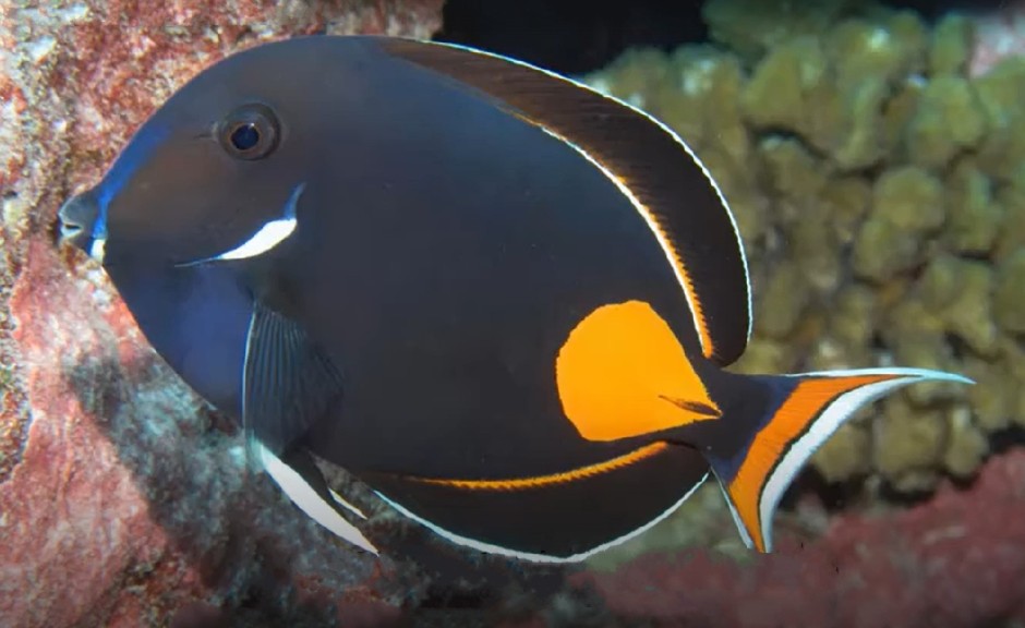 Achilles tang