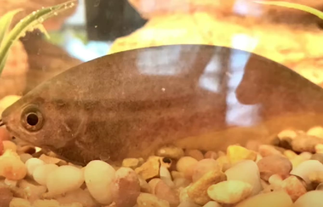 African brown knifefish
