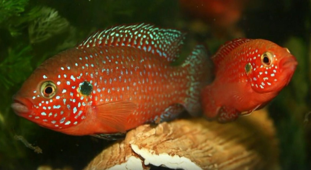 African jewelfish