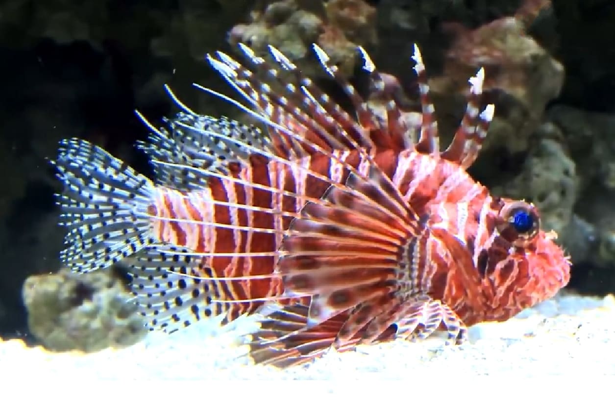 African lionfish