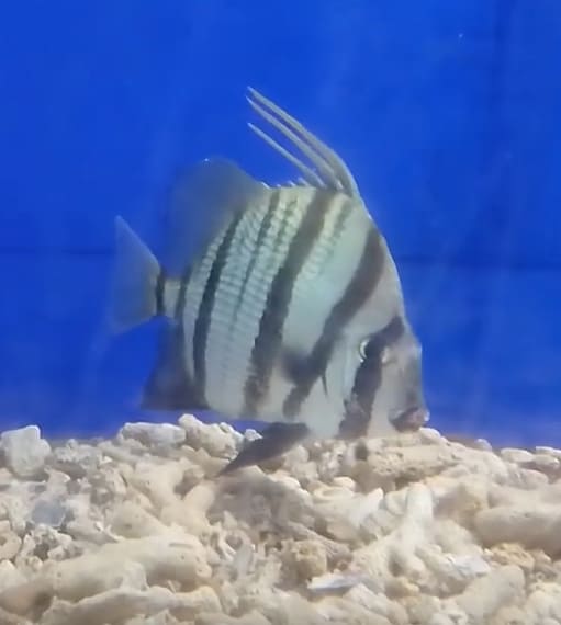 African spadefish