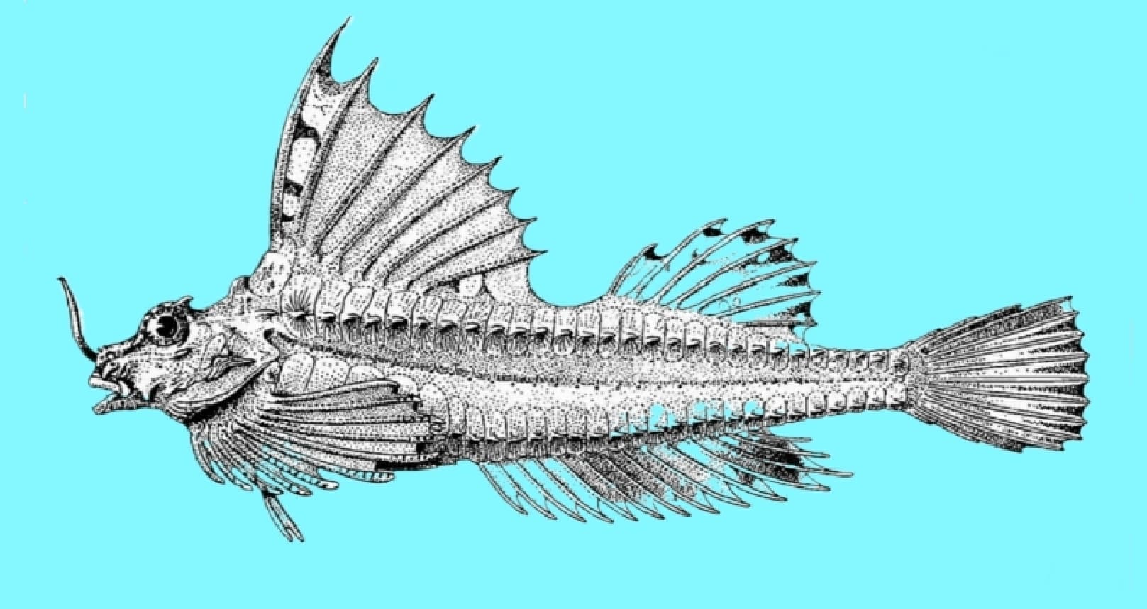 Agonomalus jordani