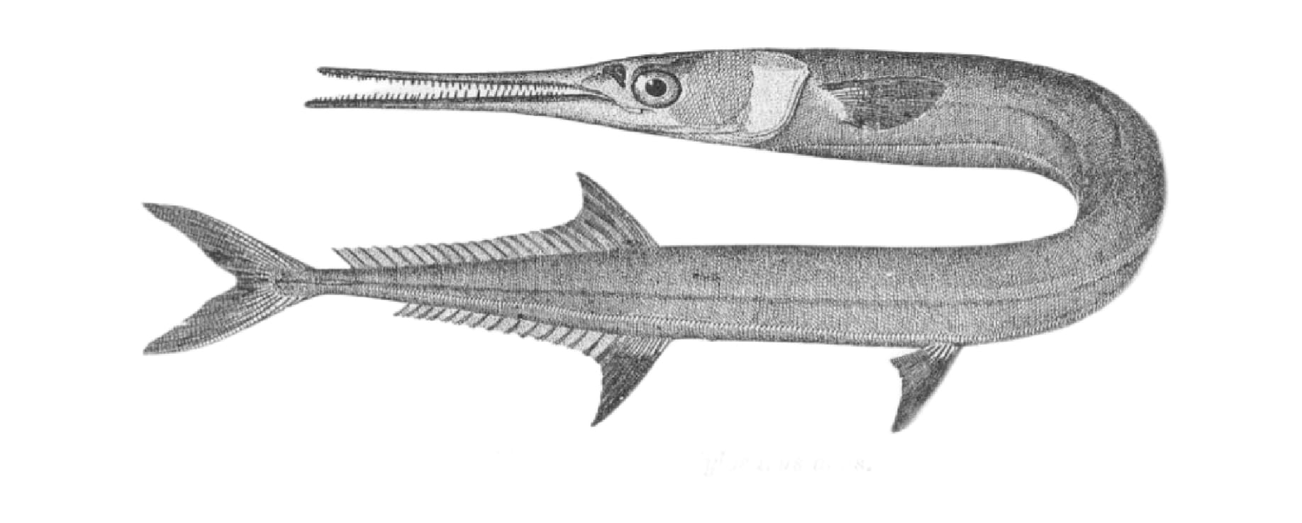 Agujon needlefish