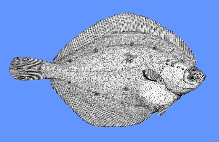 Alaska plaice