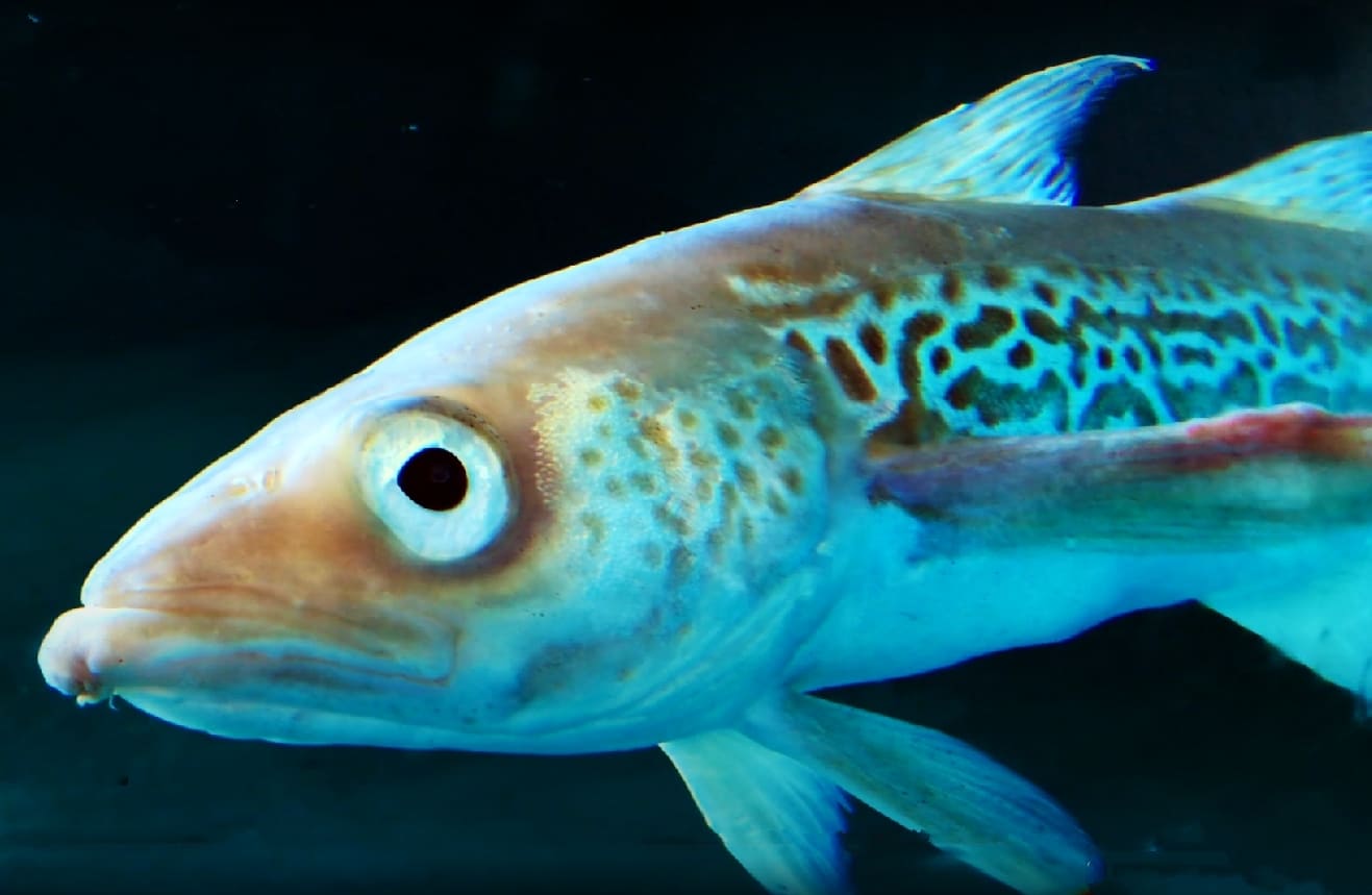 Alaska pollock