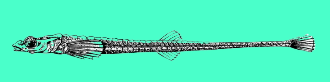 Alligatorfish