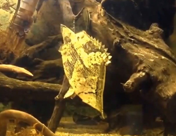 Amazon leaffish