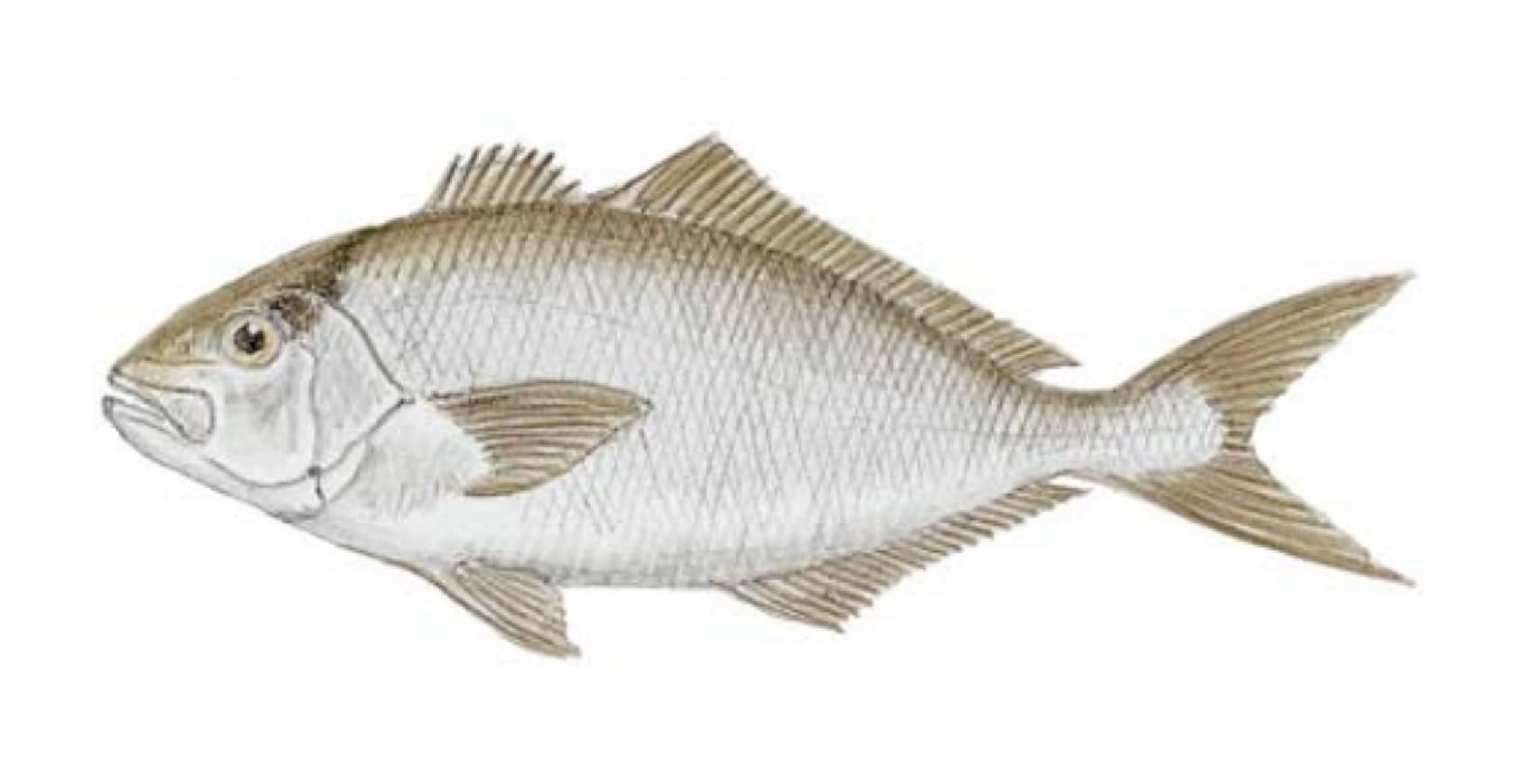 Amberjack, Lesser