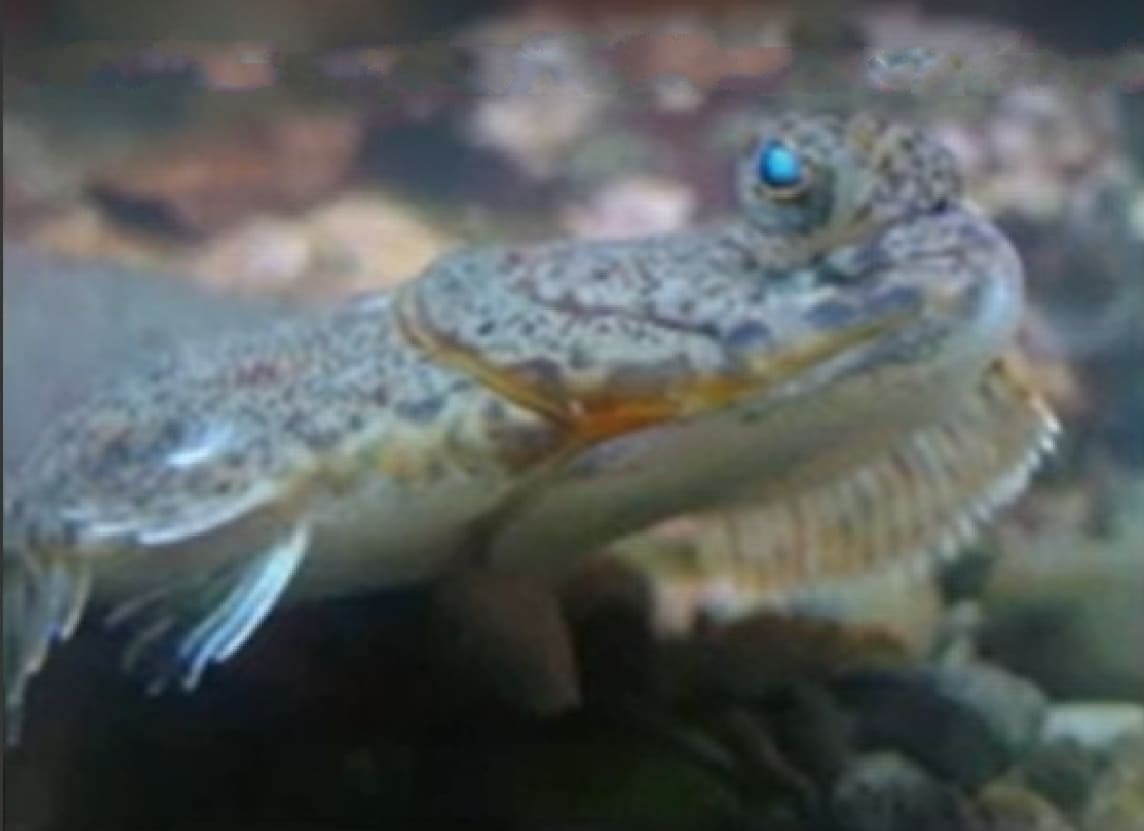 American plaice