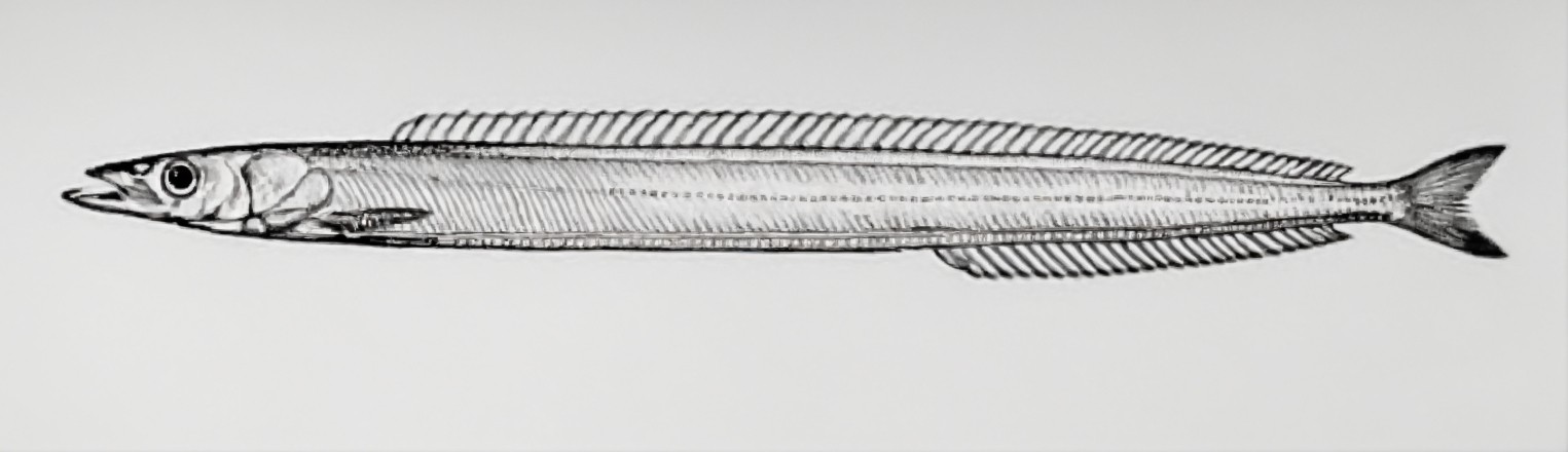 American sand lance