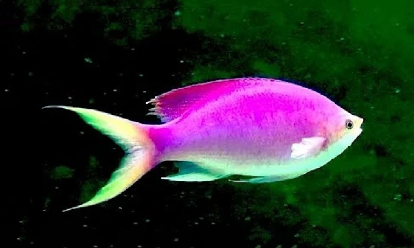 Amethyst anthias