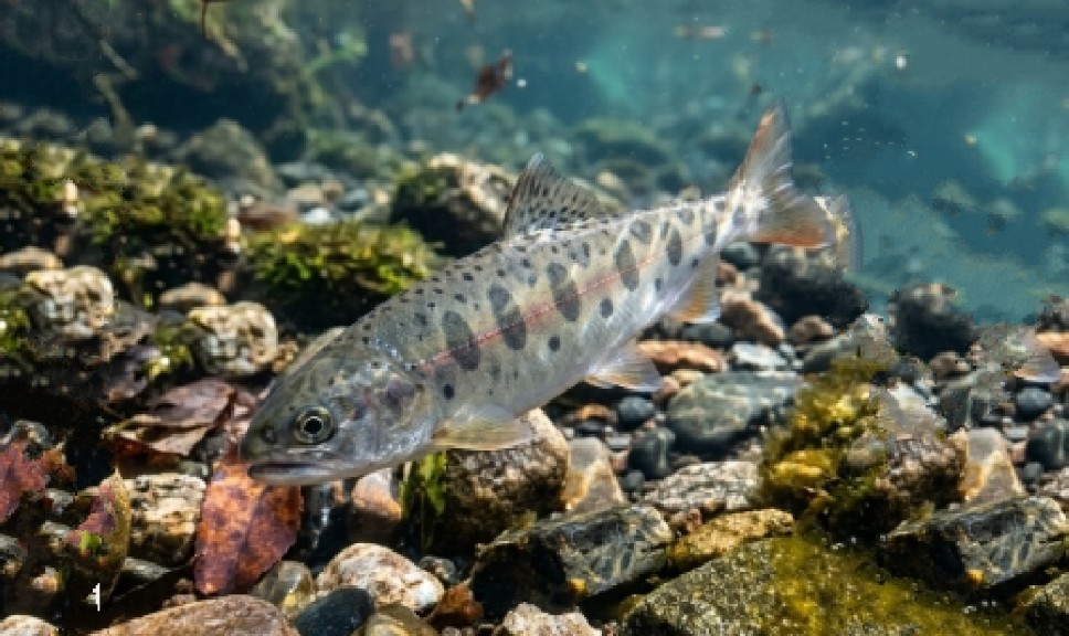 Amu-Darya trout