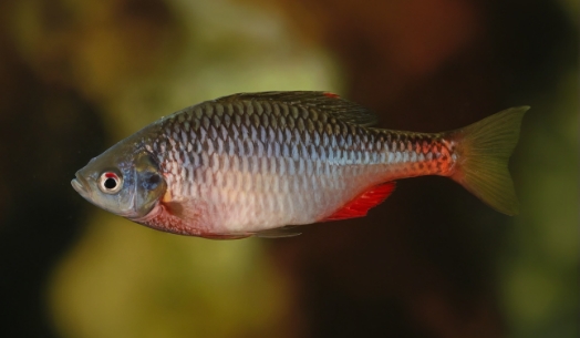 Amur bitterling