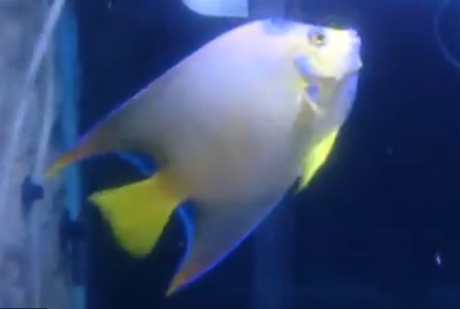 Angelfish, Queen