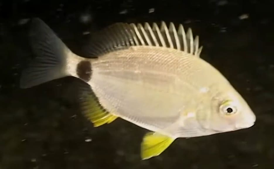 Annular seabream