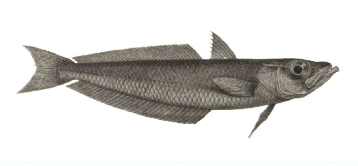 Antarctic silverfish
