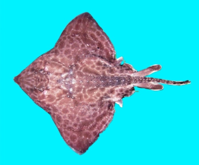 Antarctic starry skate