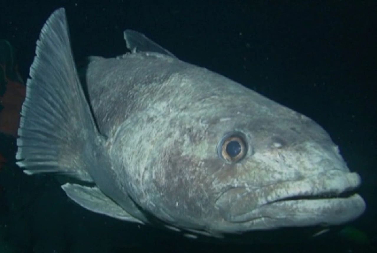 Antarctic toothfish