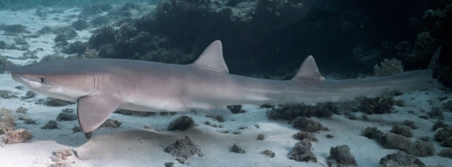 Arabian carpetshark