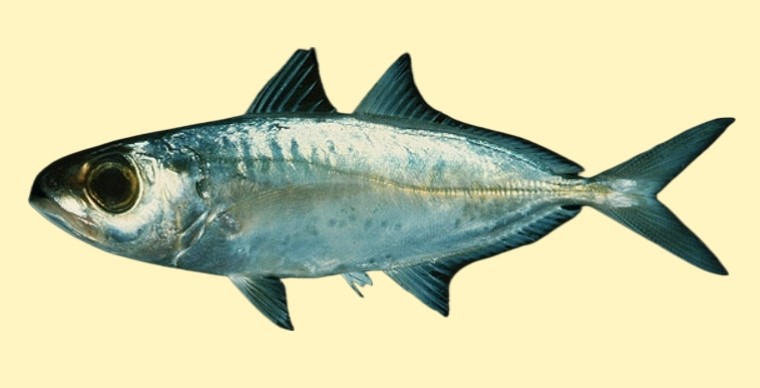Arabian scad