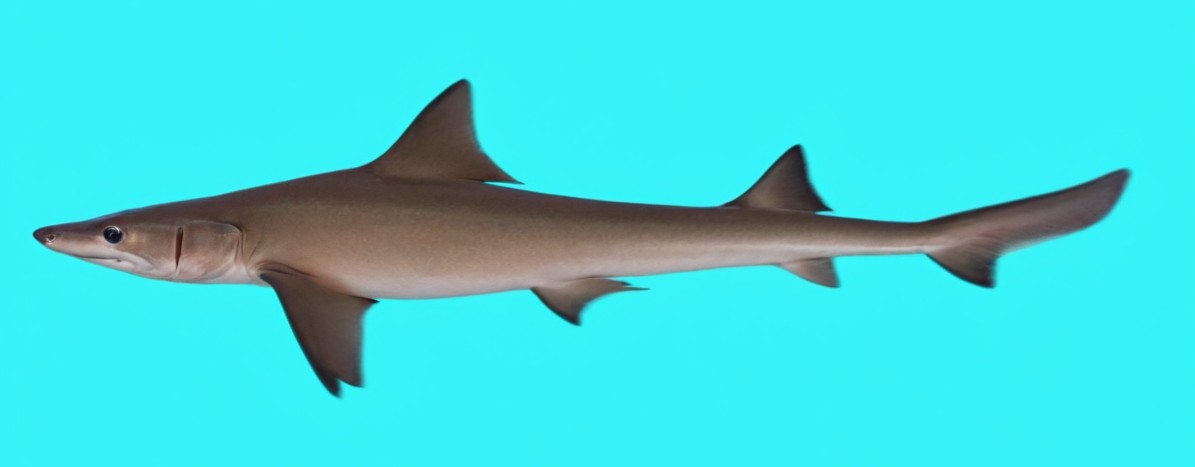 Arabian smooth-hound