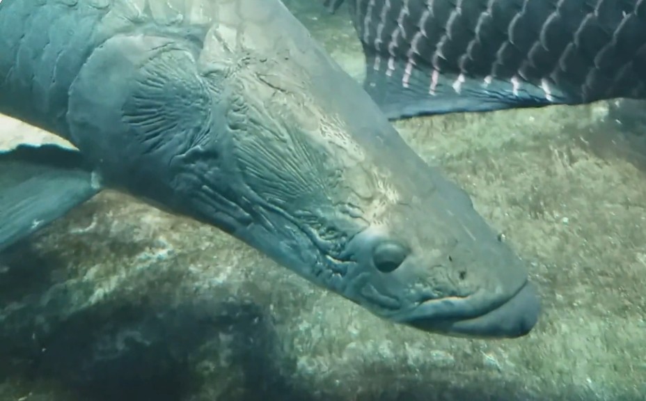 Arapaima