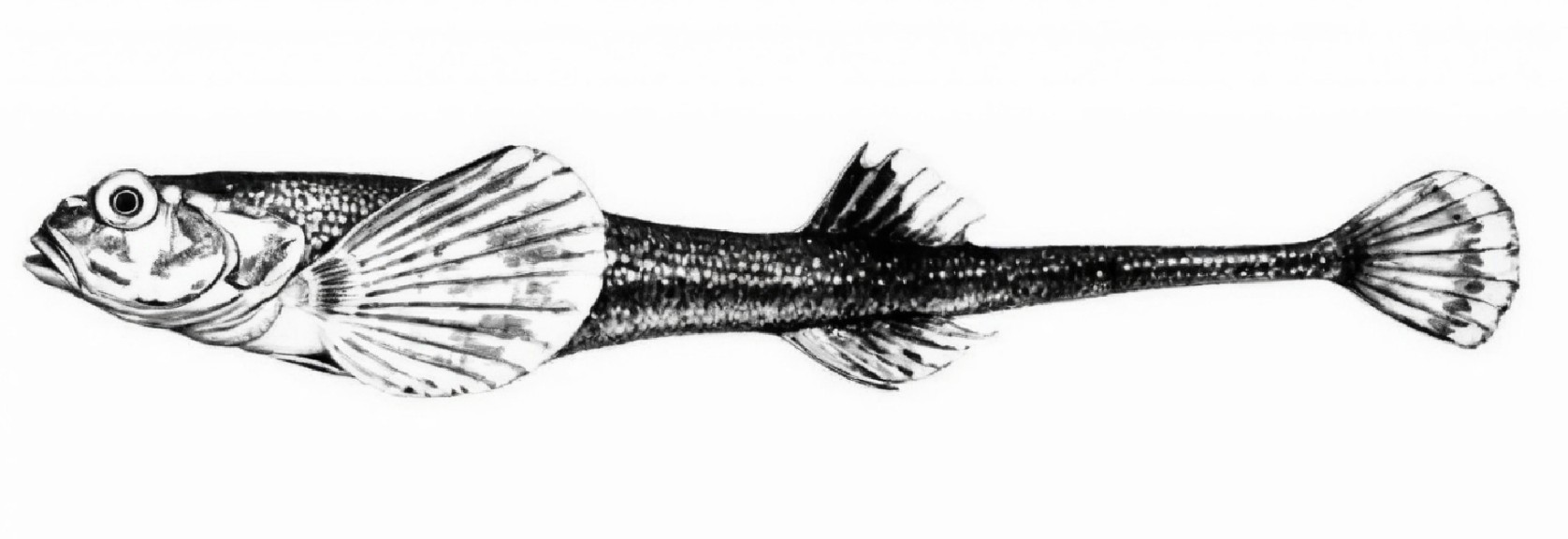 Arctic alligatorfish