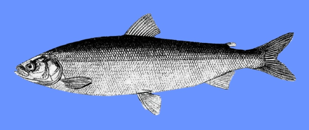 Arctic cisco