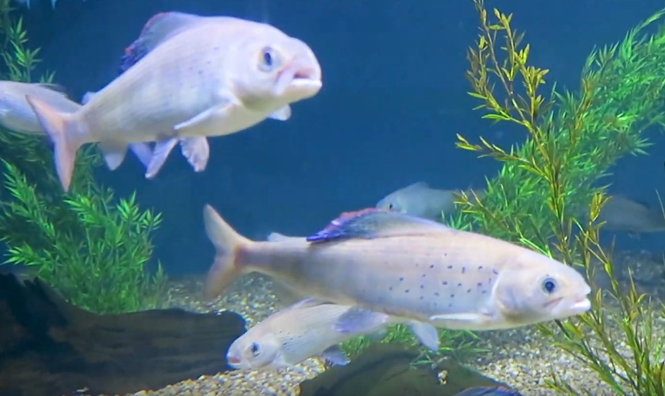 Arctic grayling