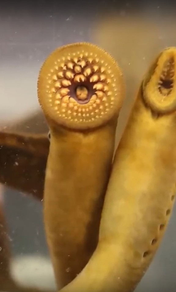 Arctic lamprey