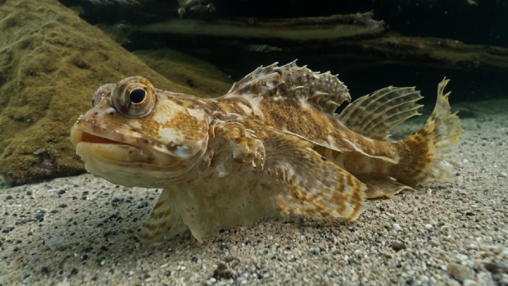 Arctic staghorn sculpin
