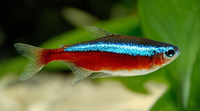 Cardinal tetra