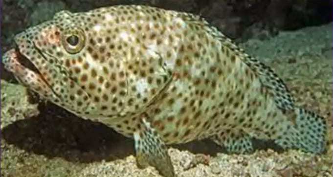 Areolate grouper