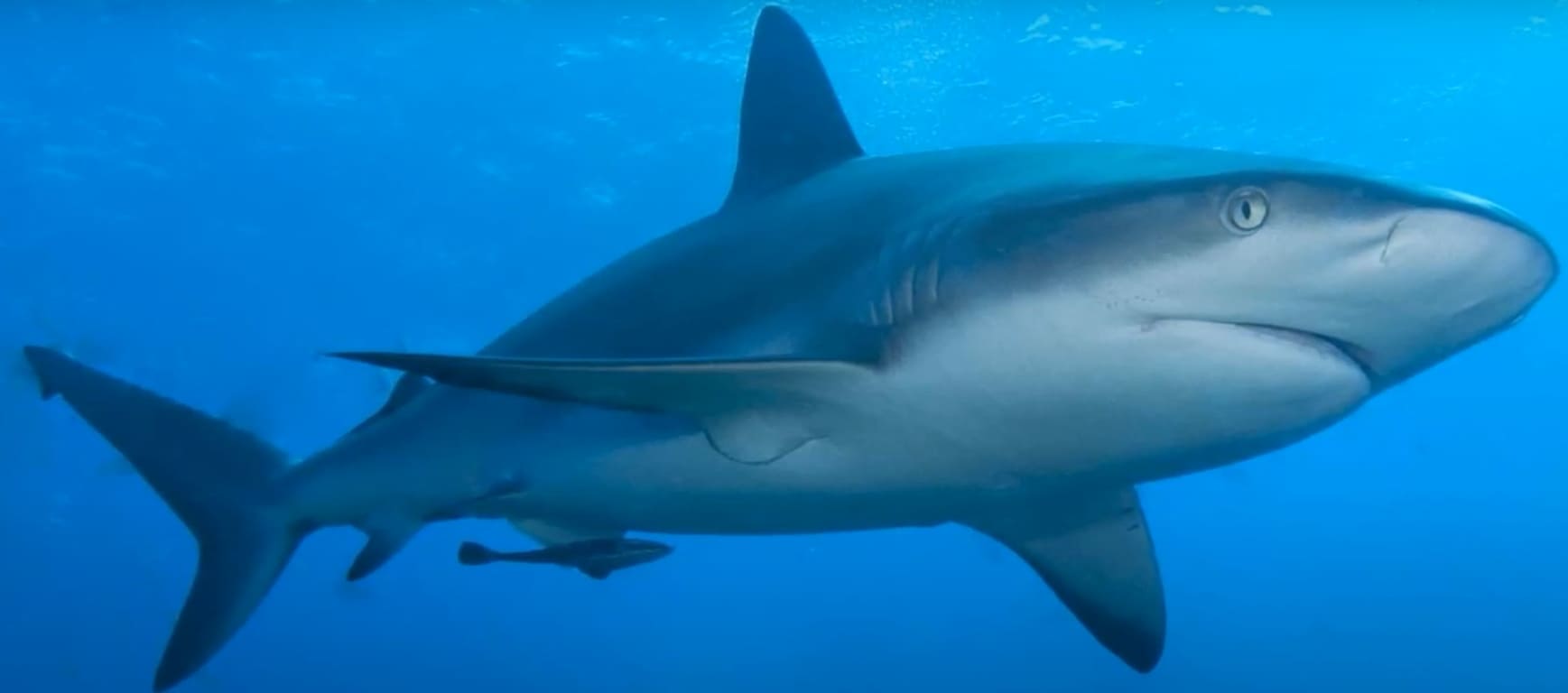 Caribbean reef shark