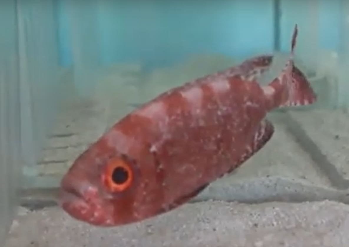 Arrowhead soapfish