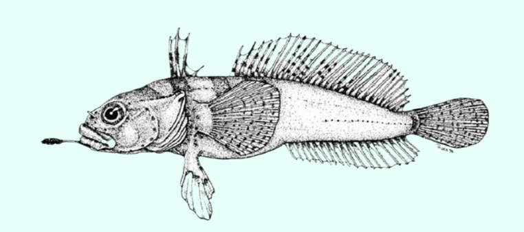 Artedidraco glareobarbatus