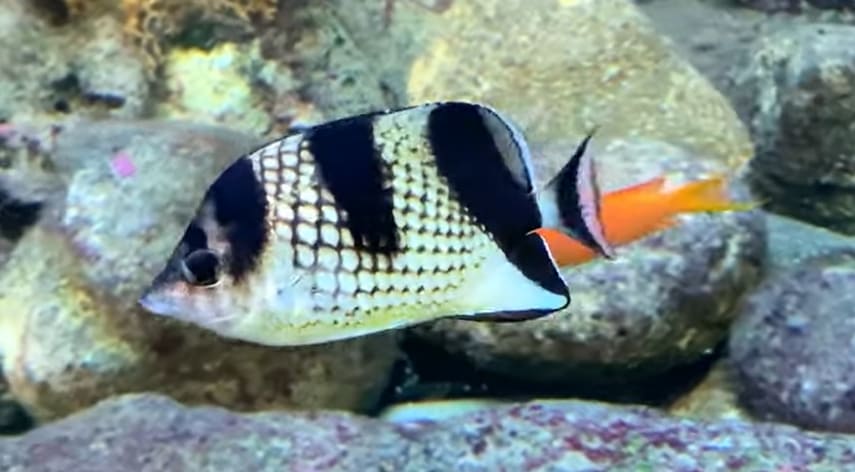 Asian butterflyfish