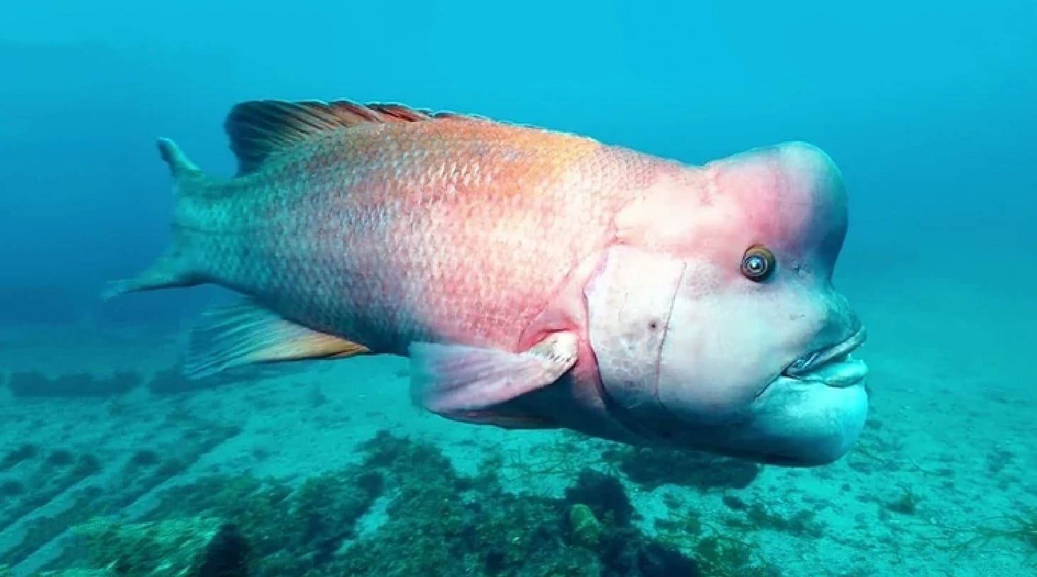 Asian sheepshead wrasse